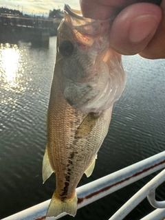 ブラックバスの釣果