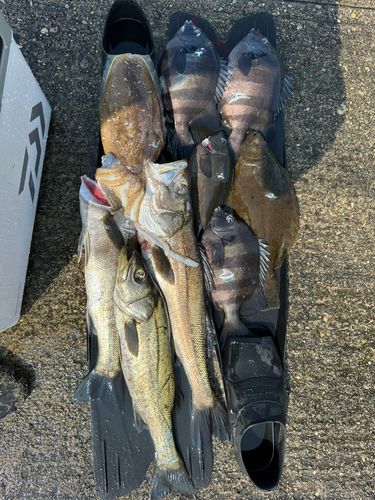 イシダイの釣果