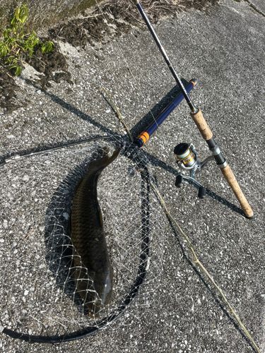 コイの釣果