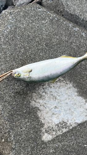 ショッコの釣果