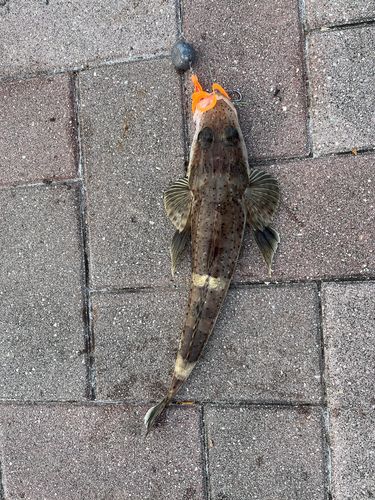 イネゴチの釣果