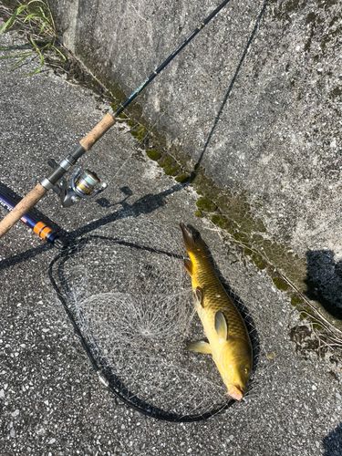 コイの釣果