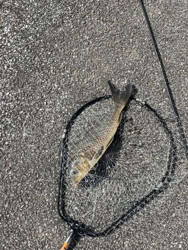コイの釣果