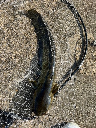 ナマズの釣果