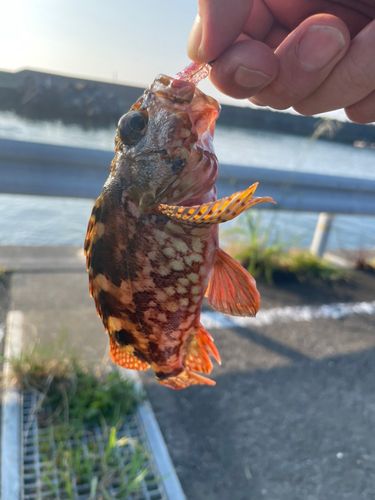 ガシラの釣果