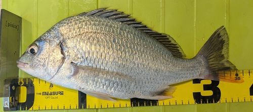 キビレの釣果