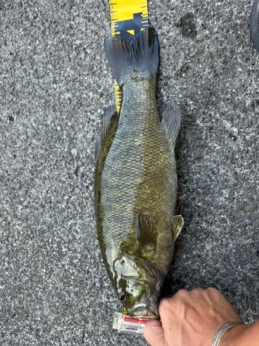 スモールマウスバスの釣果