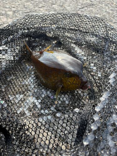 ハコフグの釣果