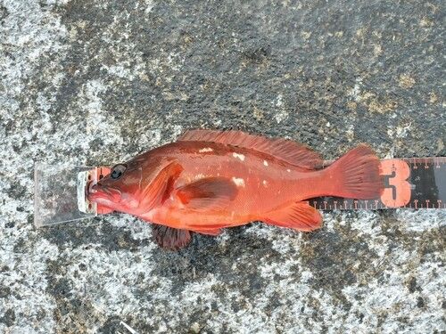 アカハタの釣果