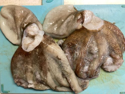 マダコの釣果