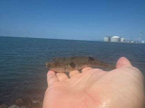 ウグイの釣果