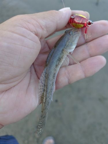 マハゼの釣果