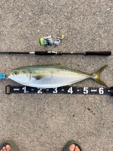 ハマチの釣果