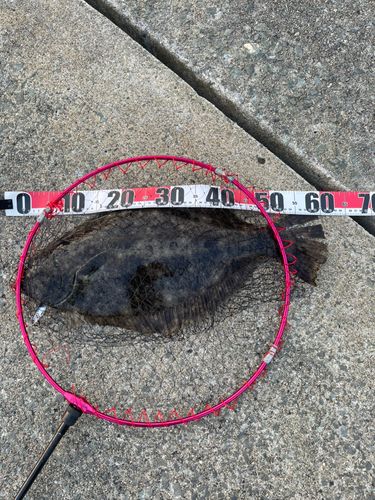 ヒラメの釣果