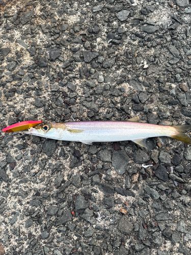 カマスの釣果