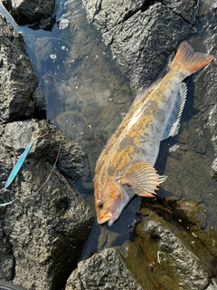 アイナメの釣果