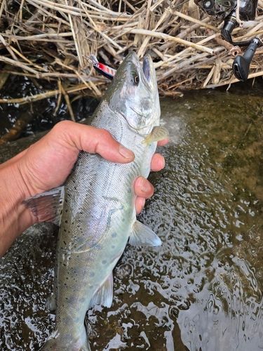 ヤマメの釣果