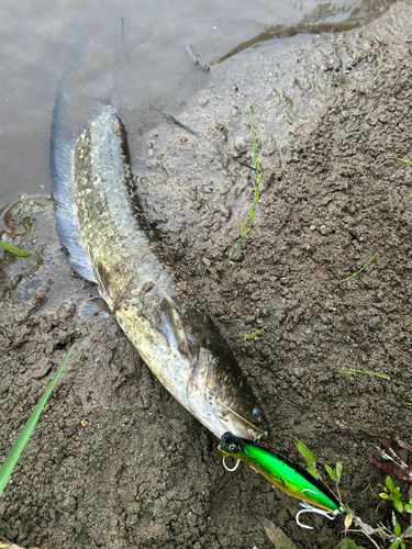 ナマズの釣果