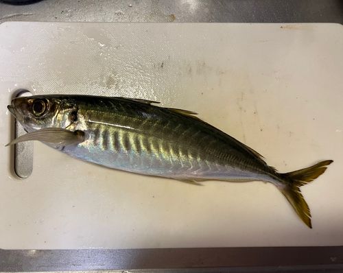 アオアジの釣果