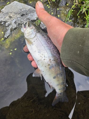 ヤマメの釣果