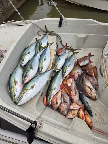 ブリの釣果