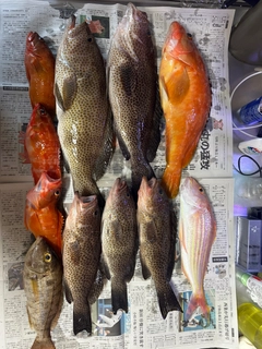 オオモンハタの釣果