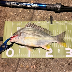 キビレの釣果