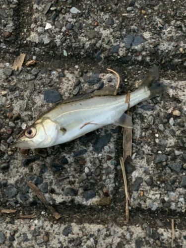 セイゴ（マルスズキ）の釣果