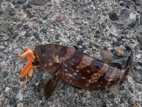 キジハタの釣果