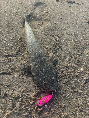 マゴチの釣果