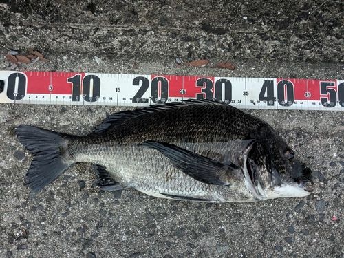 チヌの釣果
