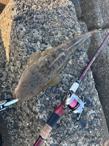 マゴチの釣果