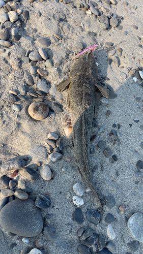 コチの釣果