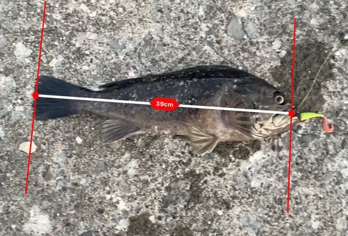 クロソイの釣果