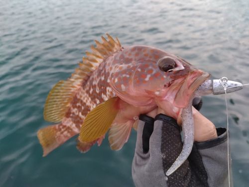キジハタの釣果