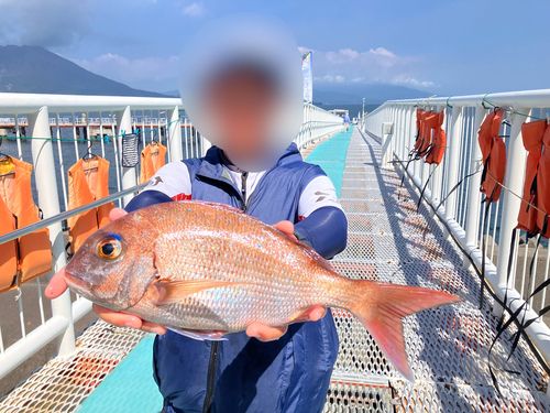 タイの釣果