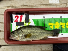 ブラックバスの釣果