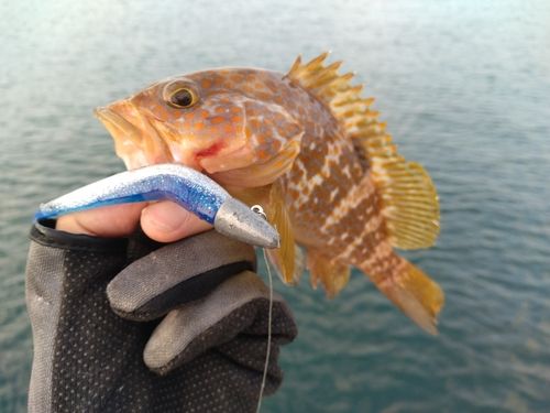 キジハタの釣果