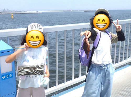 イワシの釣果
