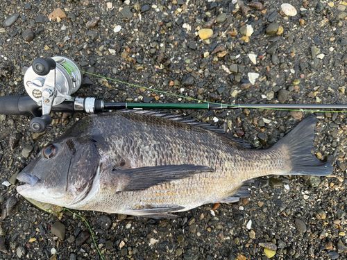 チヌの釣果