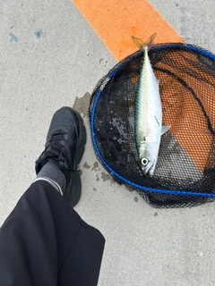 サバの釣果