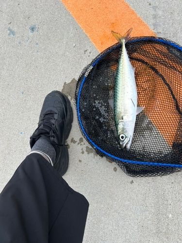 サバの釣果