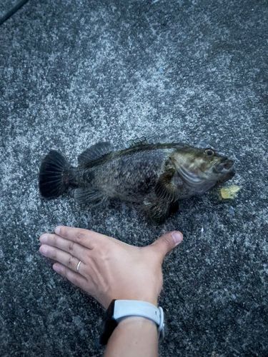 釣果