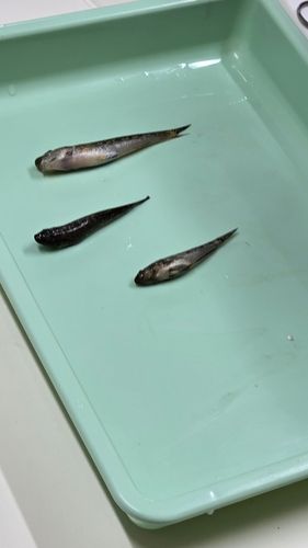 マハゼの釣果