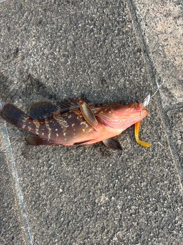 アコウの釣果