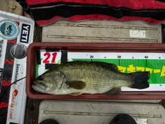 ブラックバスの釣果
