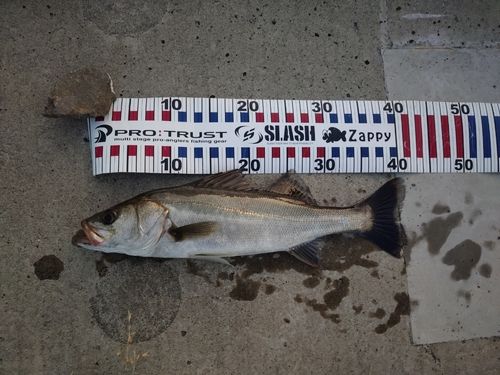 スズキの釣果