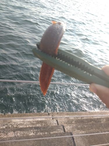 ギンポの釣果