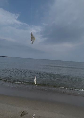 ヒイラギの釣果