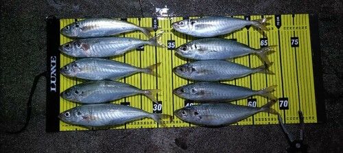 サワラの釣果・釣り情報まとめ【2026年最新】 - アングラーズ | 釣果